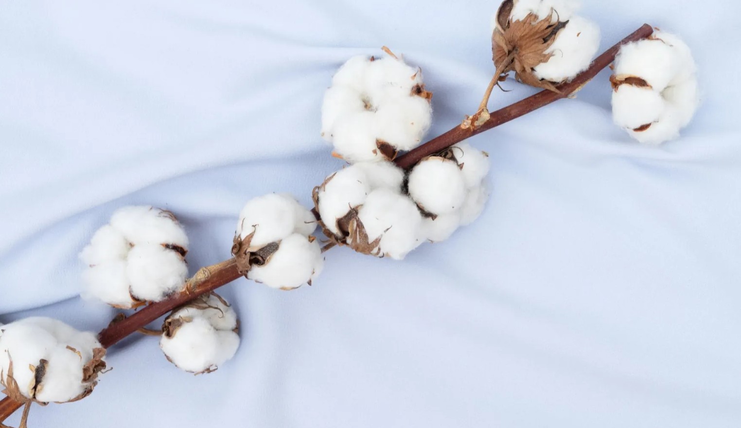 Cotton