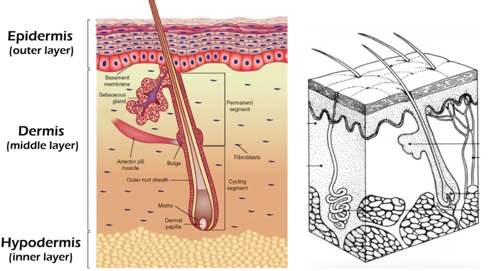 Understanding the Structure of Animal Hide