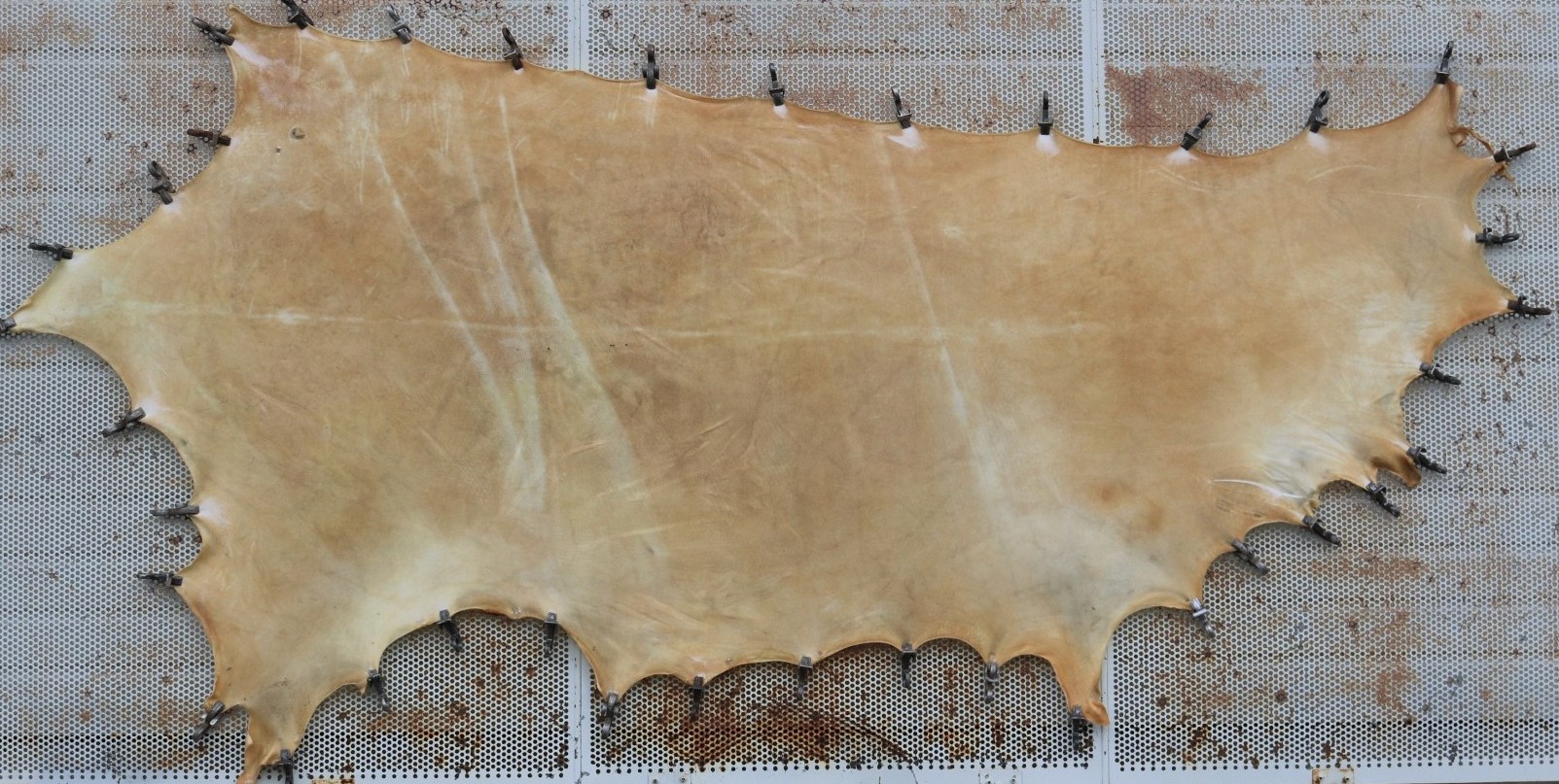 Rawhide